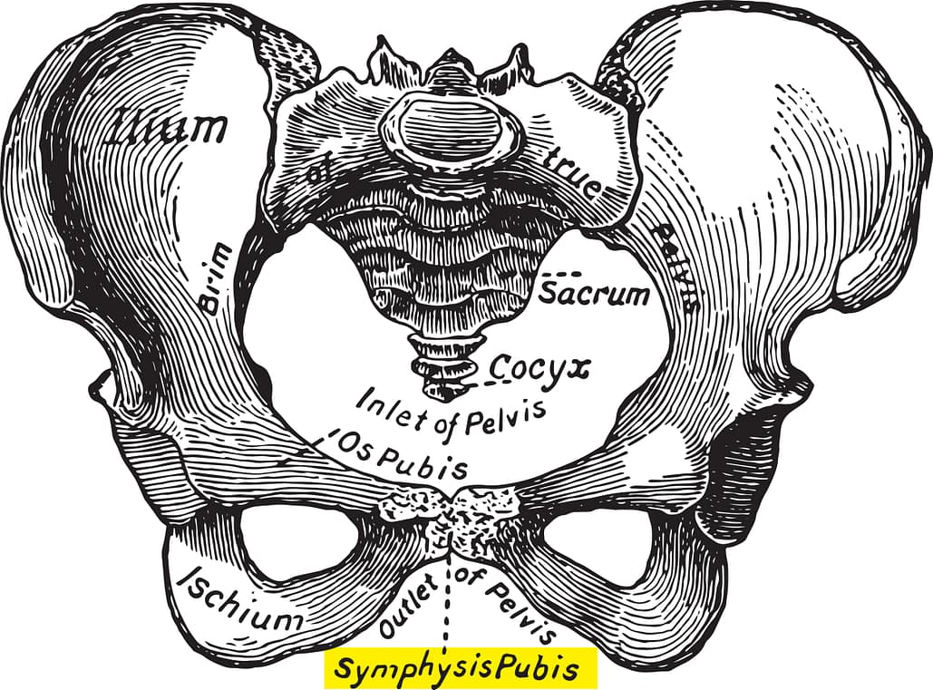 Symphysis Pubis Dysfunction - Chiropractor Palm Coast New Spring ...